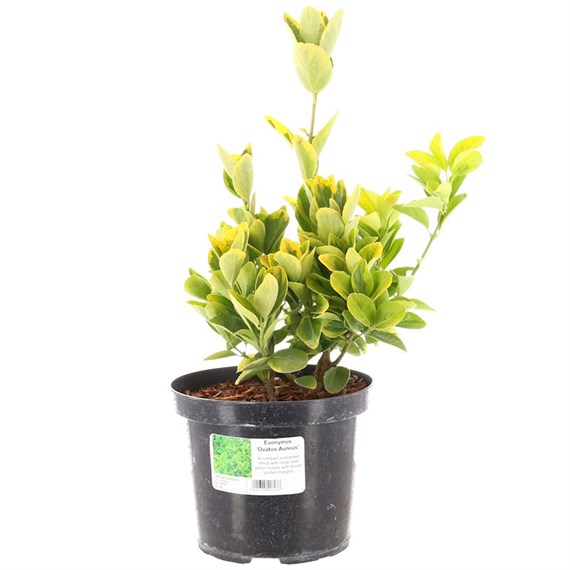 Euonymus Ovatus Aureus - 3L Pot