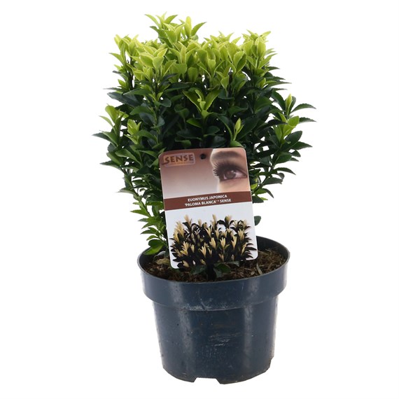 Euonymus Paloma Blanca - 2L Pot