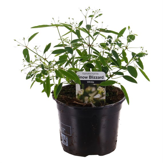 Euphorbia Snow Blizzard 13cm Pot Bedding