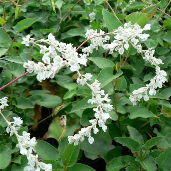 Fallopia baldschuanica in a 3L Deep Pot Climber Plant