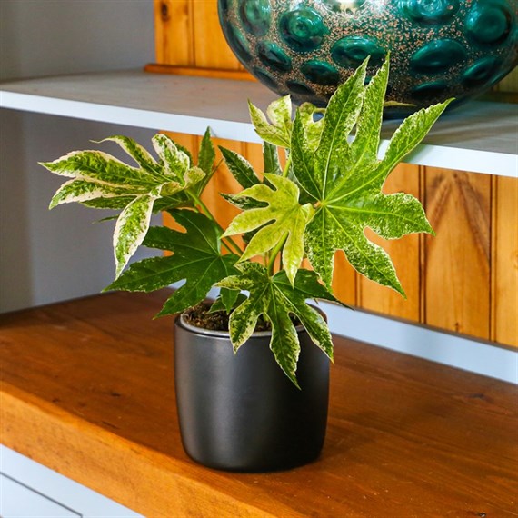 Fatsia Japonica Variegated Spiderweb Houseplant 14cm Pot