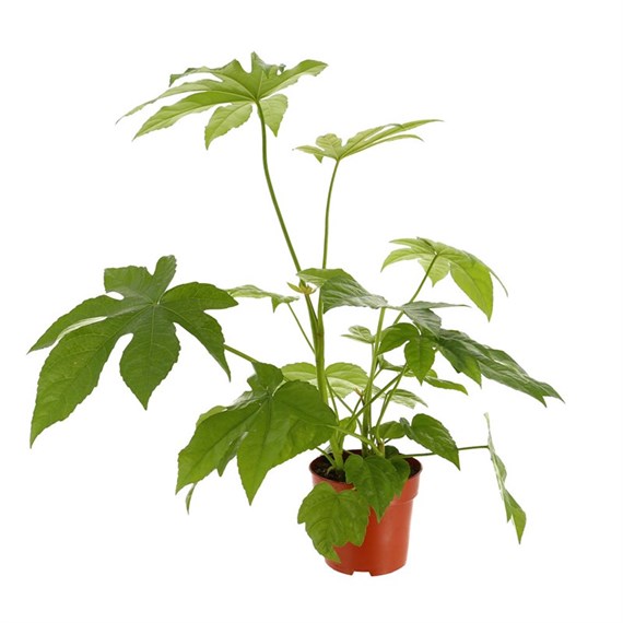 Fatsia Japonica Houseplant 12cm Pot