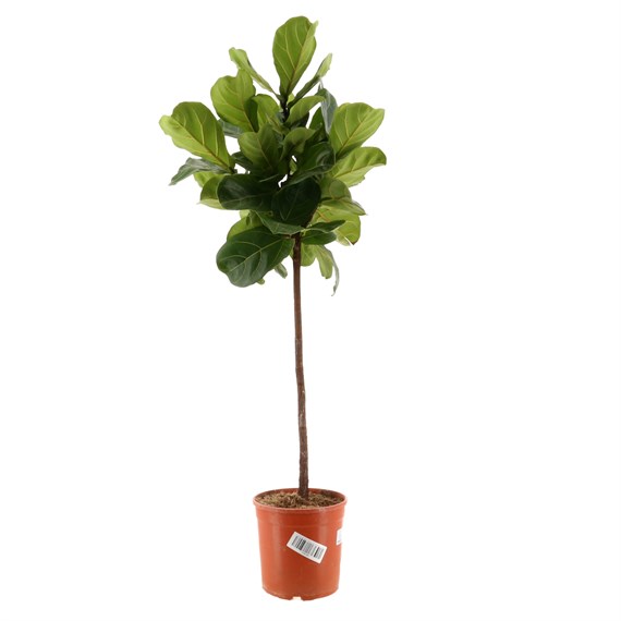 Ficus Lyrata Houseplant - 21cm Pot