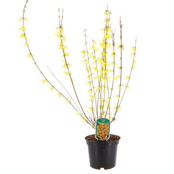 Forsythia Minigold - 5L Pot