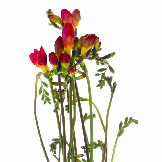 Freesia (x 5 Individual Stems) - Red