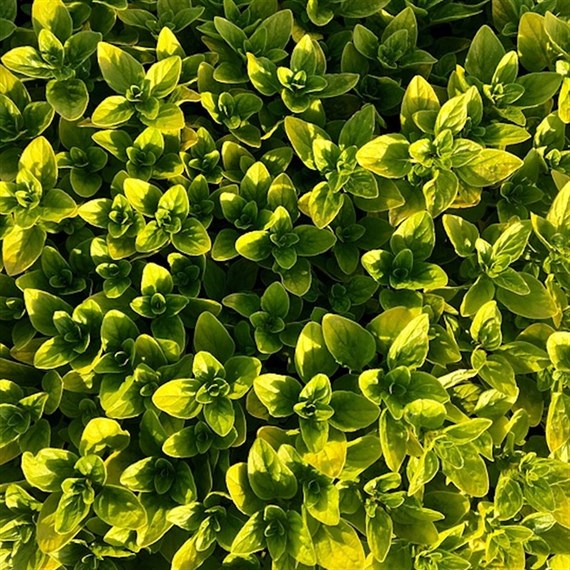 Herbs Plant 9cm - Set of 4 - Oregano