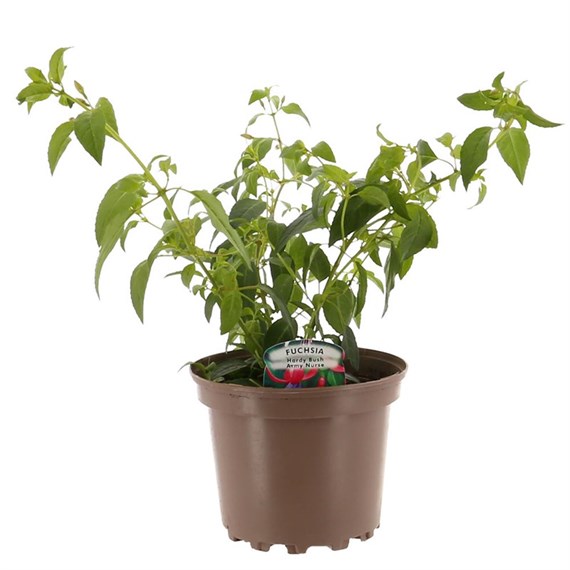 Fuchsia Bush Assorted 2L Pot Bedding