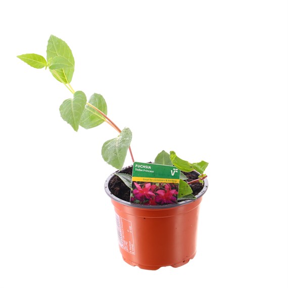Fuchsia Bush Dollar Princess 10.5cm Pot Bedding