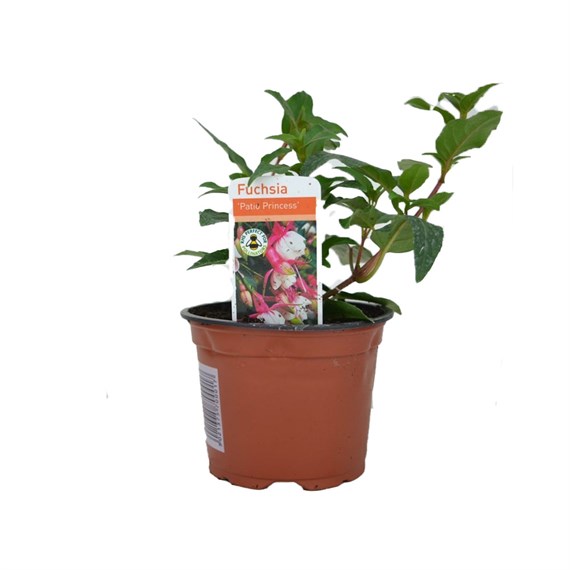 Fuchsia Bush Patio Princess 10.5cm Pot Bedding