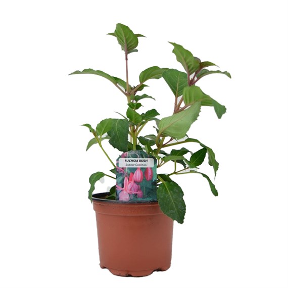 Fuchsia Bush Shrimp Cocktail 10.5cm Pot Bedding