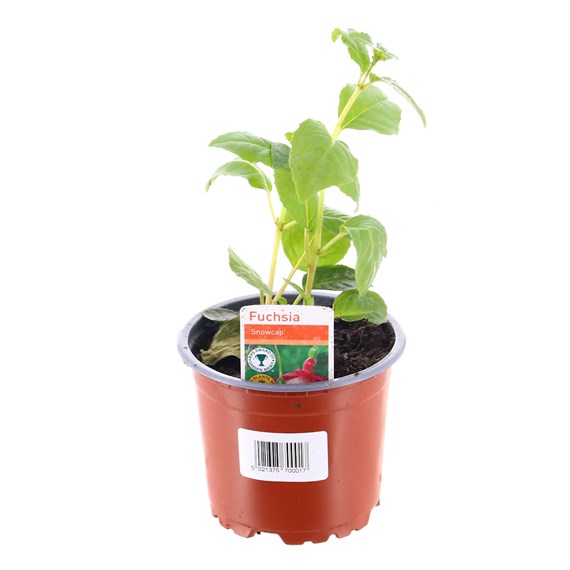 Fuchsia Bush Snowcap 10.5cm Pot Bedding