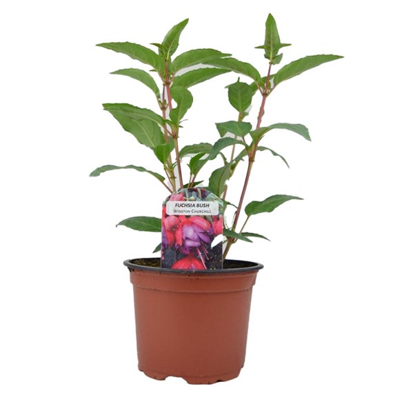 Fuchsia Bush Winston Churchill 10.5cm Pot Bedding