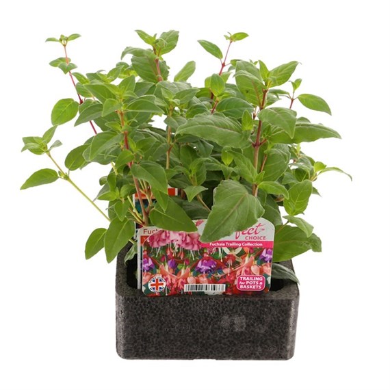 Fuchsia Trailing Collection 6 Pack Boxed Bedding