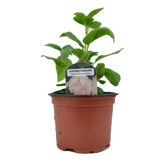 Fuchsia Trailing Happy Wedding Day 10.5cm Pot Bedding