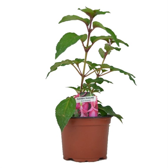 Fuchsia Trailing Jack Shahan 10.5cm Pot Bedding
