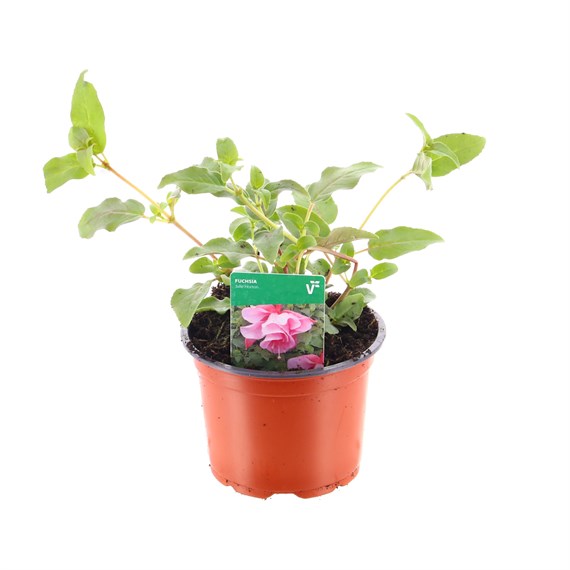 Fuchsia Trailing Julie Horton 10.5cm Pot Bedding