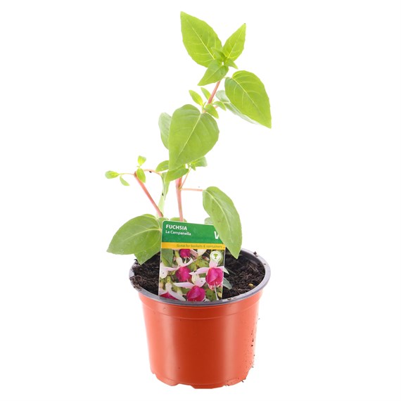 Fuchsia Trailing La Campanella 10.5cm Pot Bedding