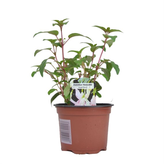 Fuchsia Trailing Puts Folly 10.5cm Pot Bedding