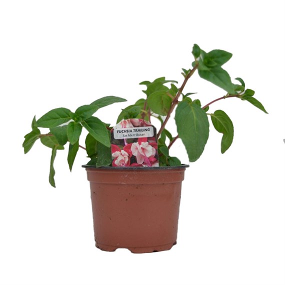 Fuchsia Trailing Sir Matt Busby 10.5cm Pot Bedding