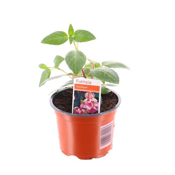 Fuchsia Trailing Southgate 10.5cm Pot Bedding