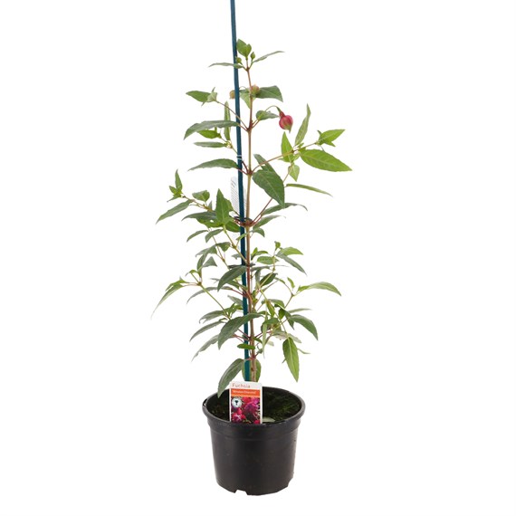 Fuchsia Whips Winston Churchill 13cm Pot Pot Bedding