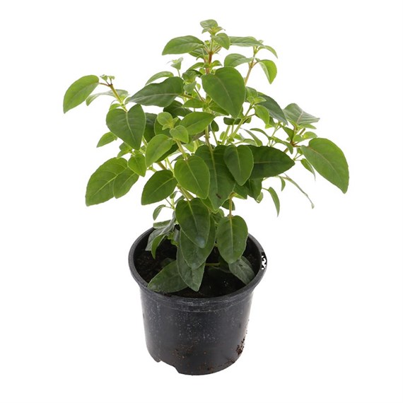 Fuchsia Whips Mixed 13cm Pot Bedding