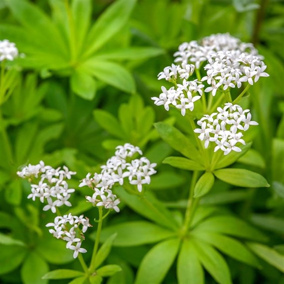 Galium Odoratum Perennial Plant 9cm Pot - Set of 3