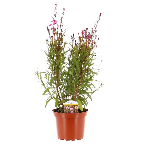 Gaura Gambit Rose 3L Pot Bedding