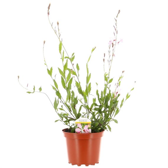 Gaura Gambit Rose Bi Colour 3L Pot Bedding