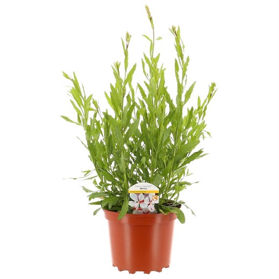 Gaura Gambit White 3L Pot Bedding