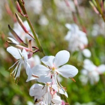 Gaura Geyser White Perennial Plant 9cm - Set of 3