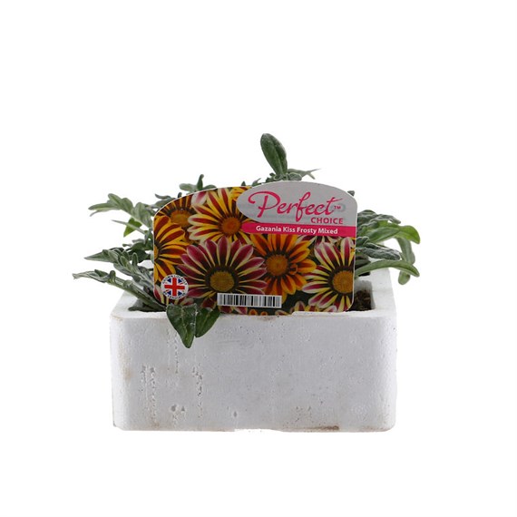 Gazania Kiss Frosty 6 Pack Boxed Bedding
