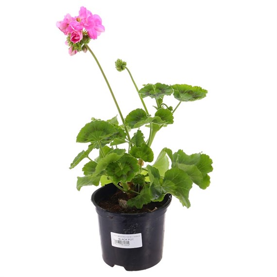 Geranium F1 Hybrids Candy Pink 13cm Pot Bedding