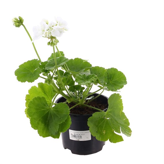 Geranium F1 Hybrids Glacis White 13cm Pot Bedding