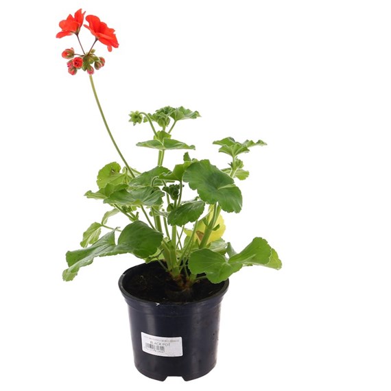 Geranium F1 Hybrids Red Anthony 13cm Pot Bedding