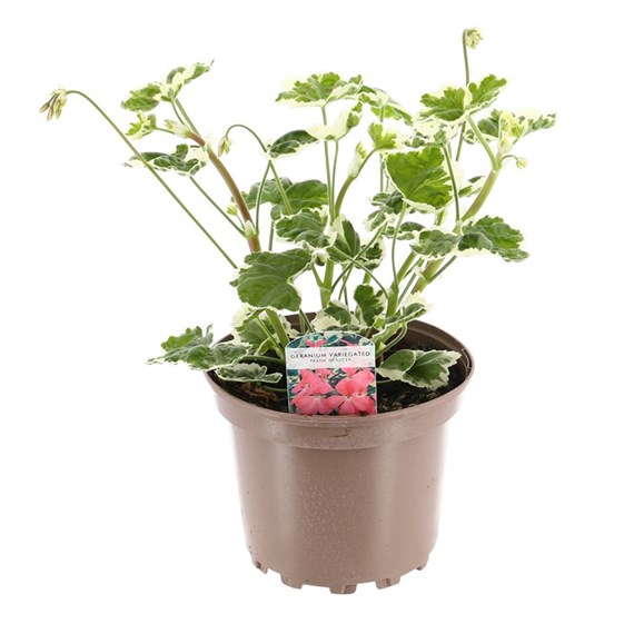 Geranium Frank Headley Variegated 2L Pot Bedding