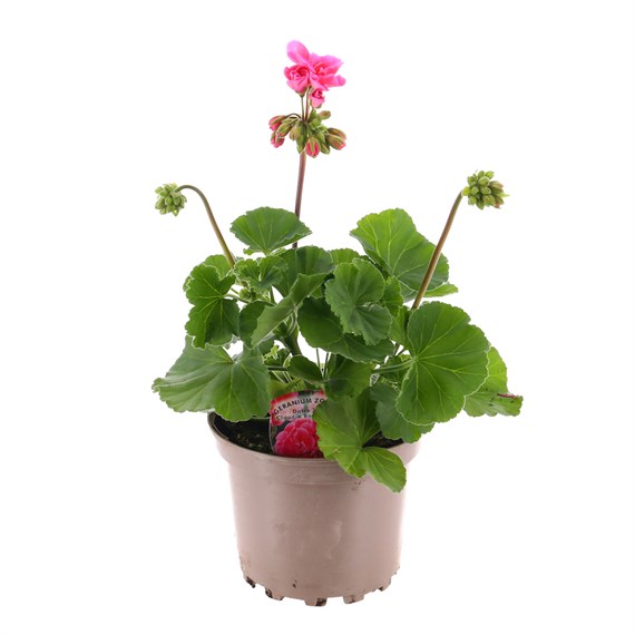 Geranium Hybrid Pink 2 Litre Pot Bedding