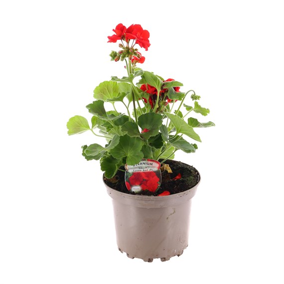 Geranium Hybrid Red  2 Litre Pot Bedding