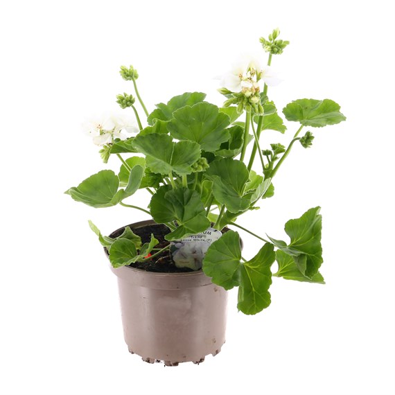Geranium Hybrid White 2 Litre Pot Bedding