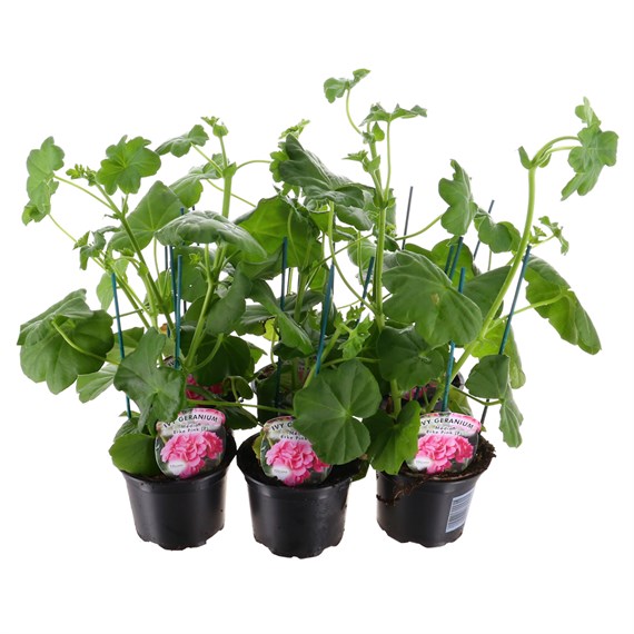 Geranium Ivy Leaf - Erke Light Pink (6 x 10.5cm pots)
