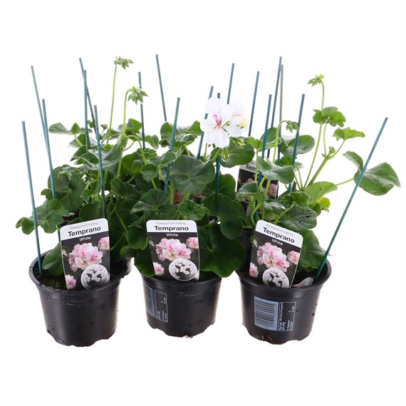 Geranium Ivy Leaf - Temprano White (6 x 10.5cm pots)