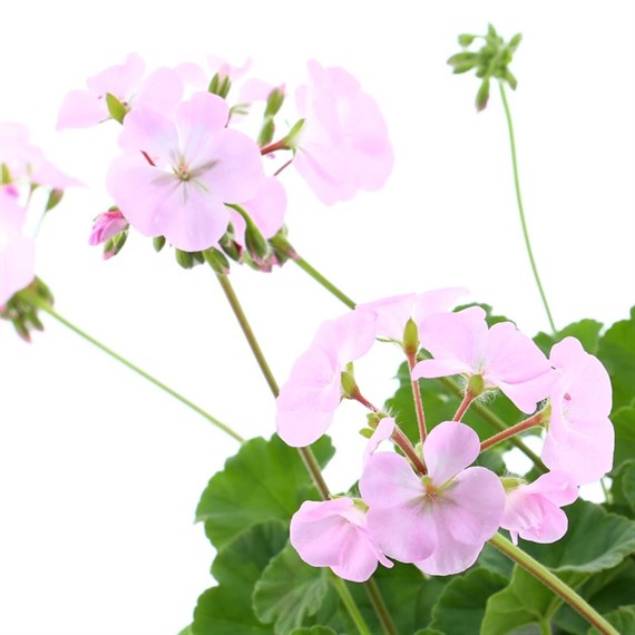 Geranium F1 Maverick Quicksilver 6 Pack Boxed Bedding