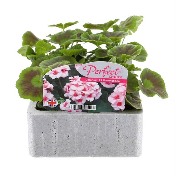 Geranium F1 Maverick Star 6 Pack Boxed Bedding