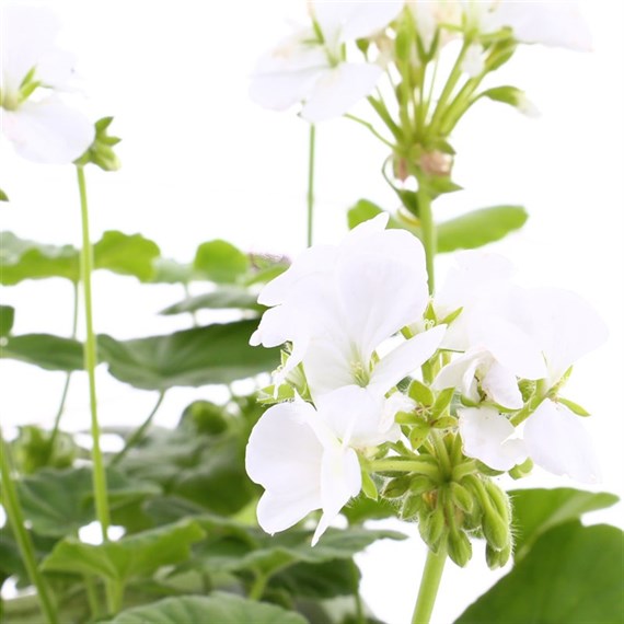 Geranium F1 Maverick White 6 Pack Boxed Bedding