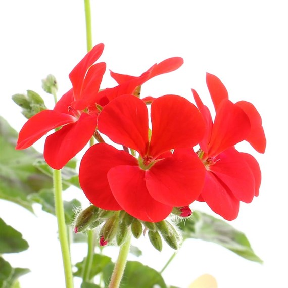 Geranium F1 Multibloom Scarlet 6 Pack Boxed Bedding