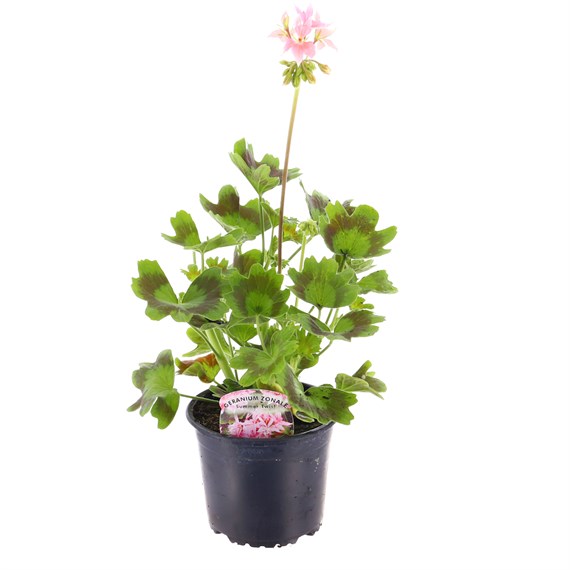 Geranium Summer Twist Salmon 13cm Pot Bedding