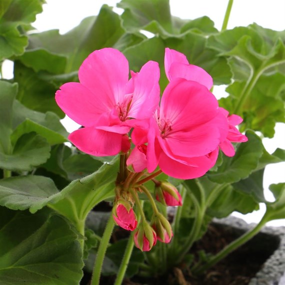 Geranium Survivor Hot Pink Jumbo 6 Pack Boxed Bedding