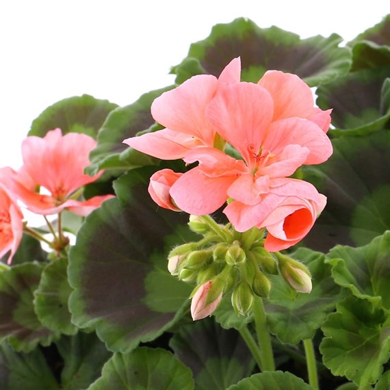 Geranium Survivor Salmon Pink Jumbo 6 Pack Boxed Bedding