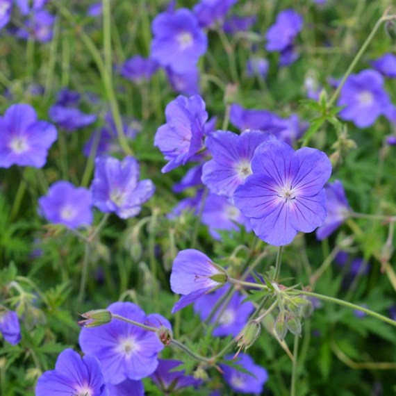 Geranium Wal Rozanne (PBR) Perennial Plant 2L - Set of 3