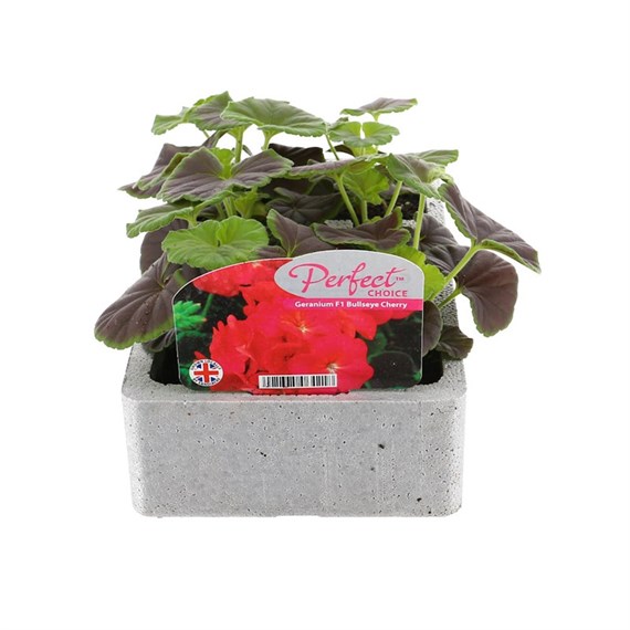 Geranium Bullseye Cherry 6 Pack Boxed Bedding